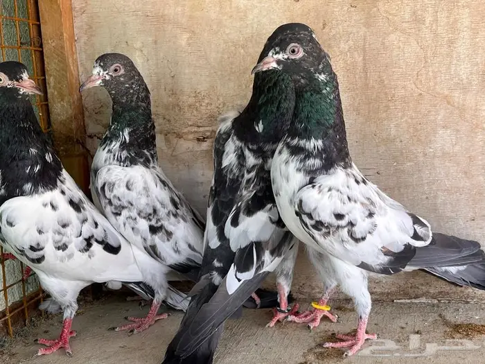 طبات باكستاني تم البيع 33