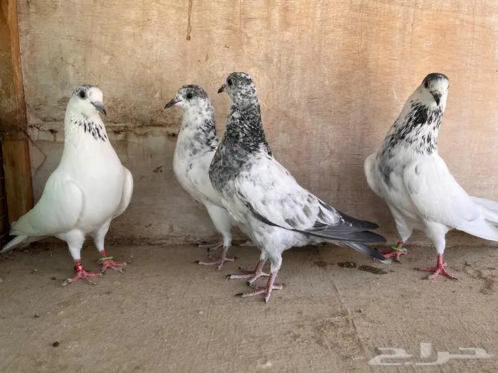 طبات باكستاني تم البيع 37