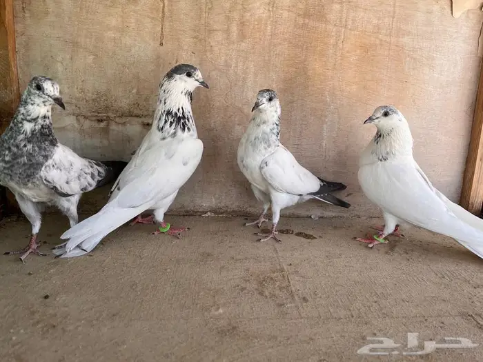 طبات باكستاني تم البيع 8
