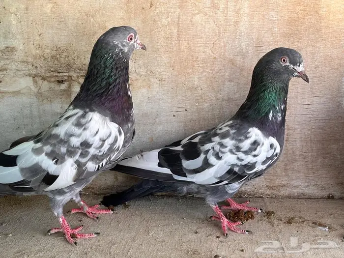 طبات باكستاني تم البيع 1