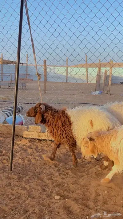 نعيم ناهي يوجد حجز للعيد 2