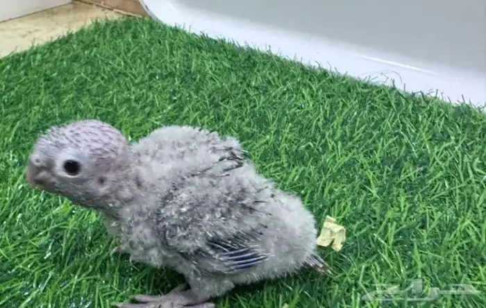 فروخ ببغاء كنيور بطفرات مختلفة 4