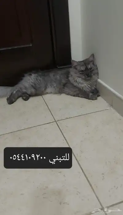 بسة للتبني 0