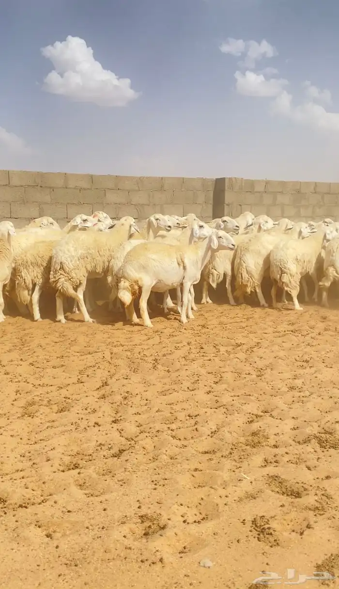 غنم حريات حرش 76 تحتها 10 ( تم البيع ) 3
