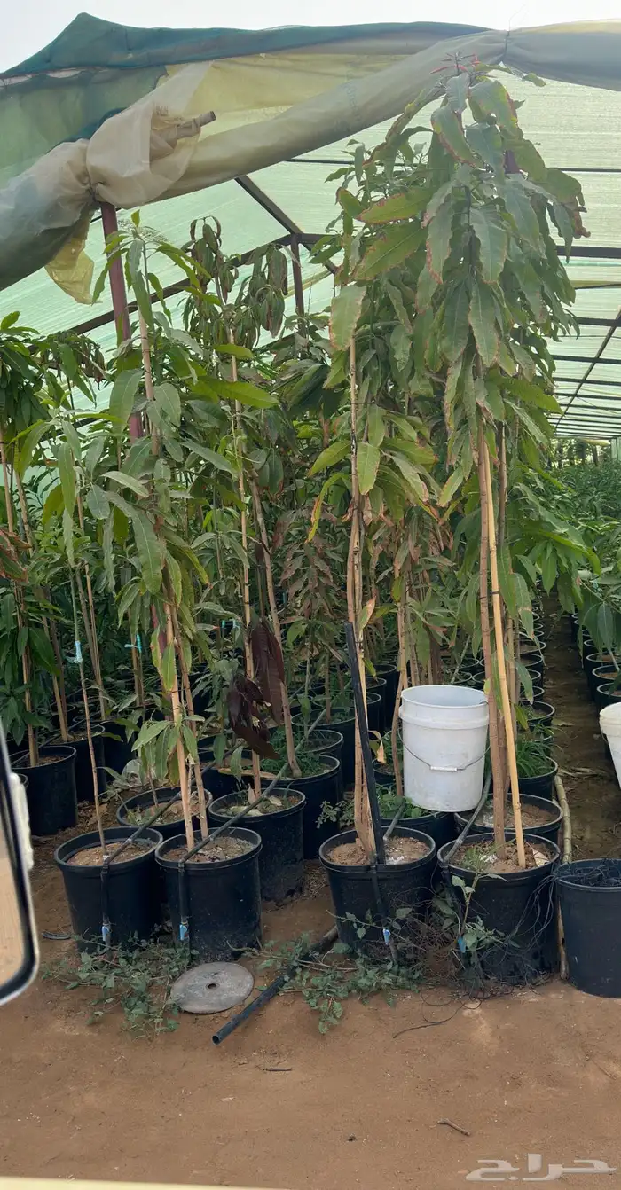 برتقال يوسفي ليمون زهير و18 نوع من الحمضيات منجو  نجران 28