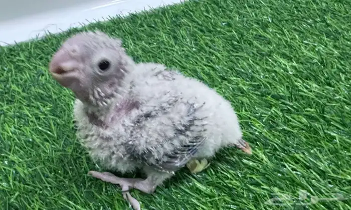 فروخ ببغاء كنيور بطفرات مختلفة 5