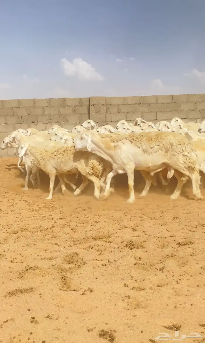 غنم حريات حرش 76 تحتها 10 ( تم البيع ) 5