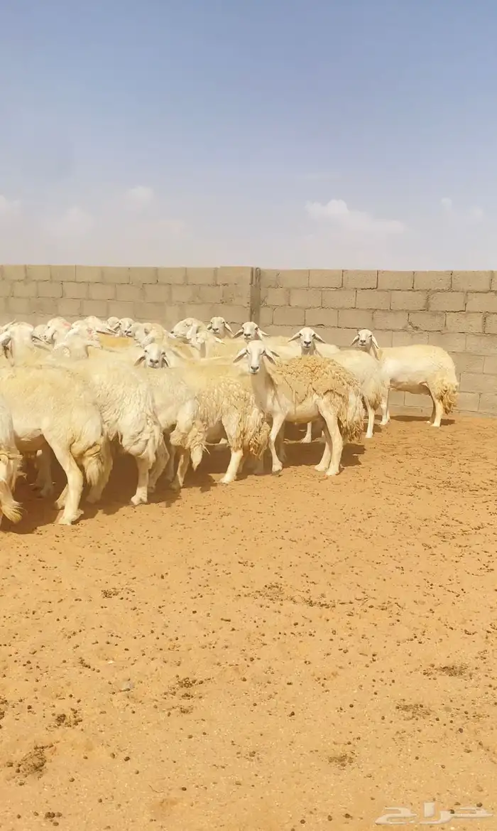 غنم حريات حرش 76 تحتها 10 ( تم البيع ) 0