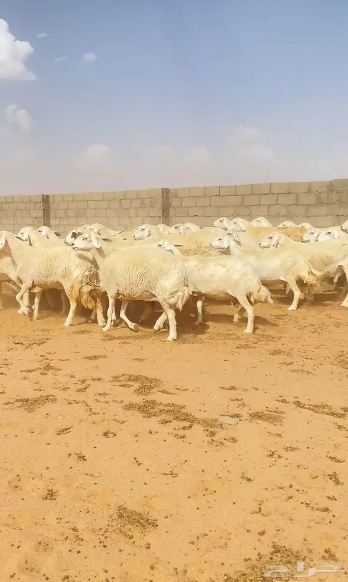 غنم حريات حرش 76 تحتها 10 ( تم البيع ) 10