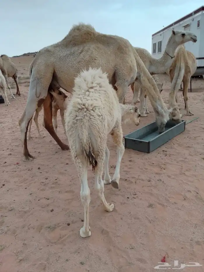 للبيع حشو فاخره 1