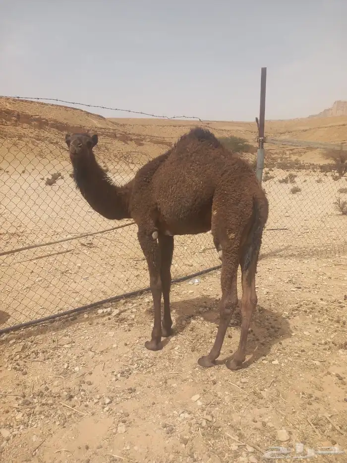بكره عمرها أربع شهور ونص سمين وسليمه ممن لأمراض 3