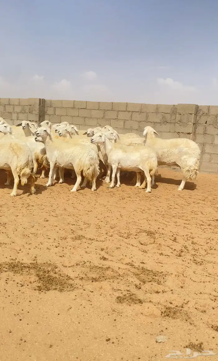 غنم حريات حرش 76 تحتها 10 ( تم البيع ) 4