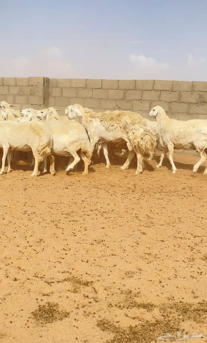 غنم حريات حرش 76 تحتها 10 ( تم البيع ) 6