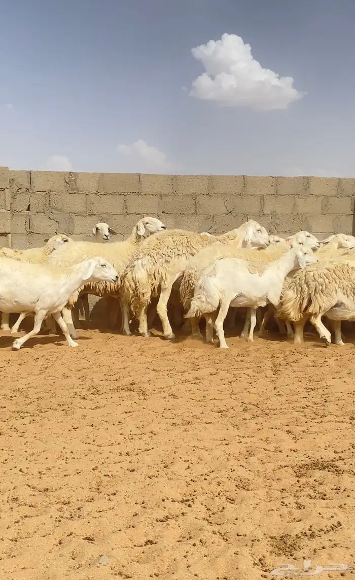 غنم حريات حرش 76 تحتها 10 ( تم البيع ) 2