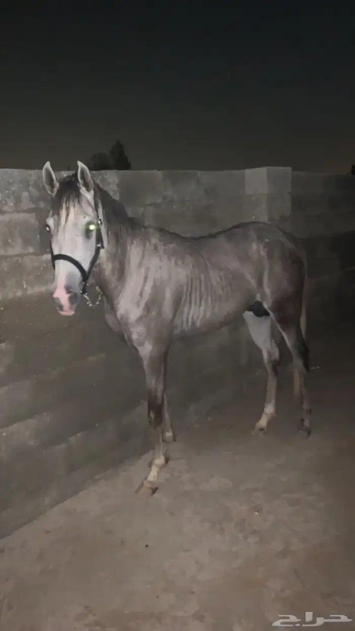 عسف خيل 0