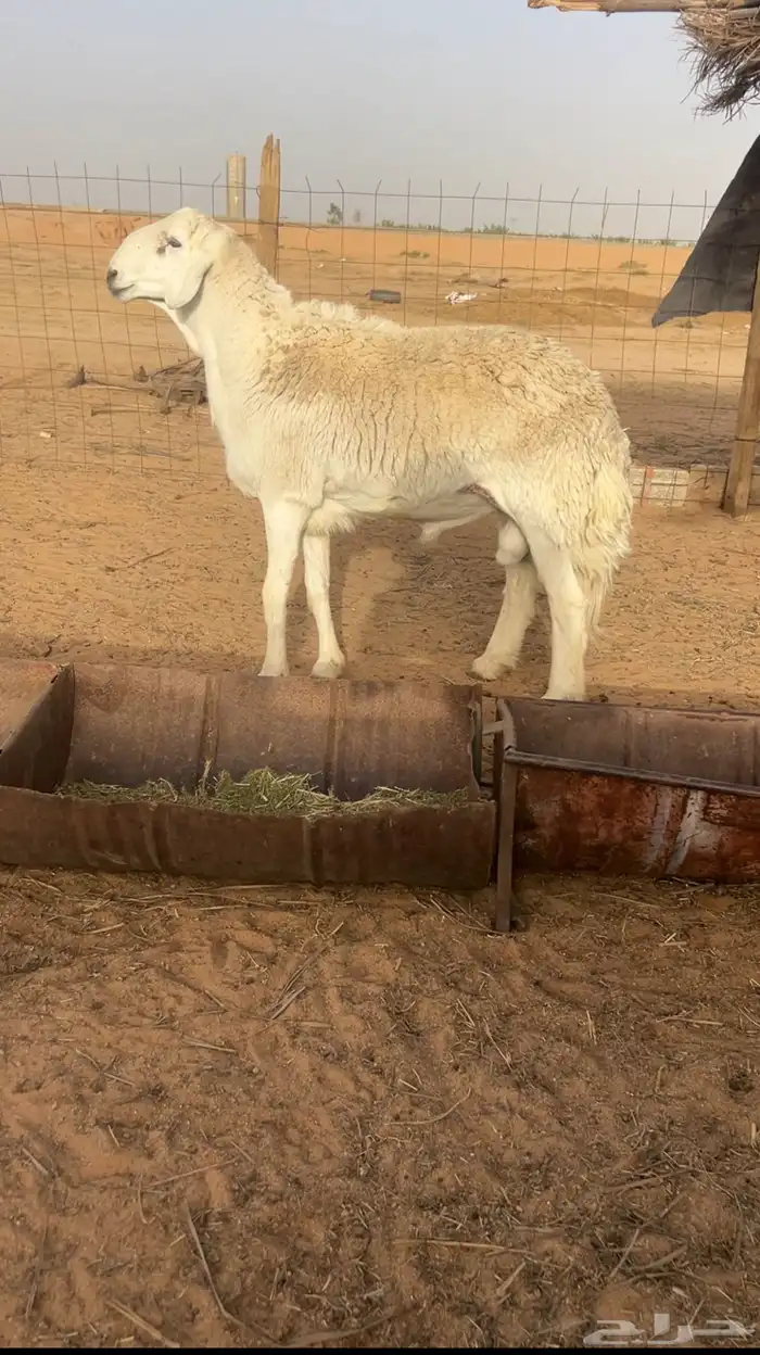 خروف حري مشروط تم البيع 0