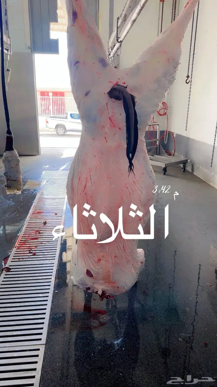ملحمة نوادر الجزيرة للحوم الطازجة 99