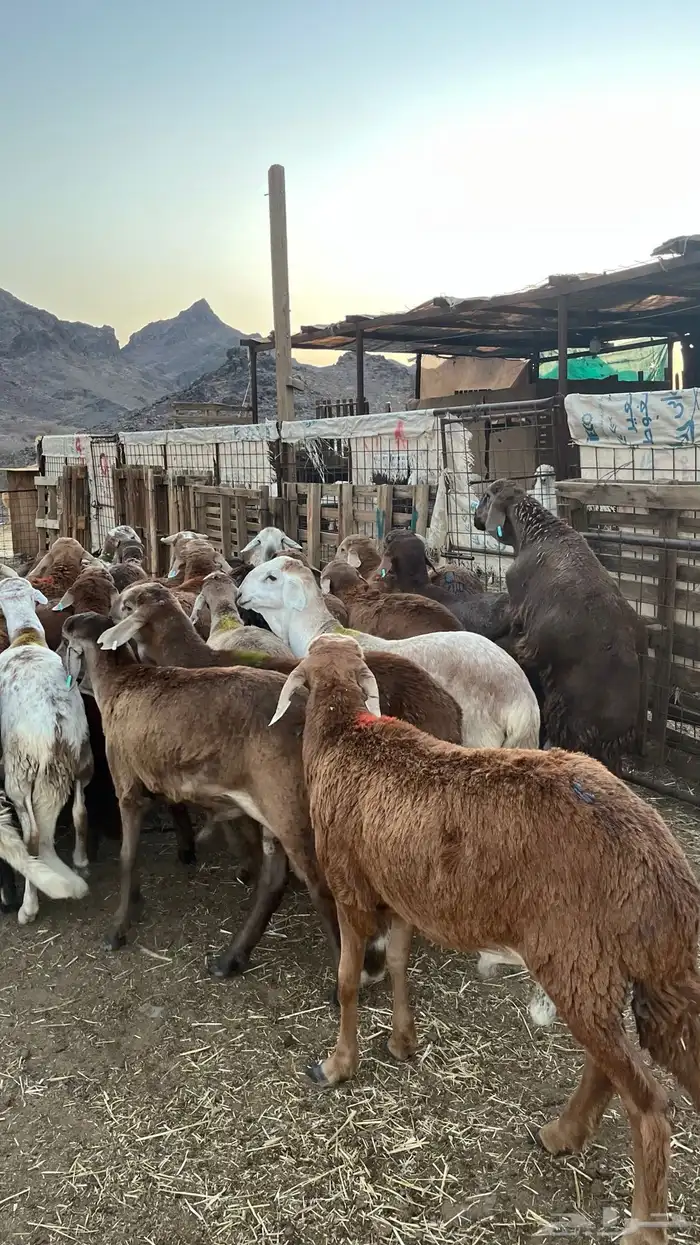 طليان سواكن حمري مرابى ست شهور جادعان مناسبات وزوجات 25