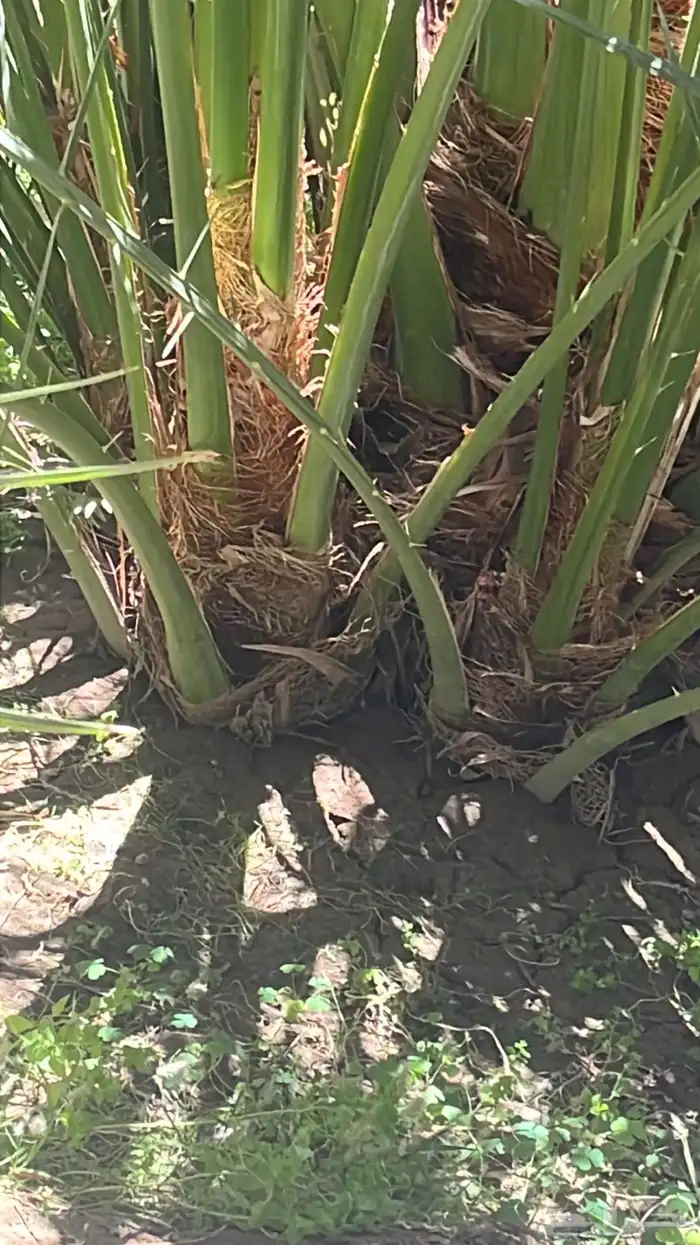 اصناء كعيمر للبيع 2