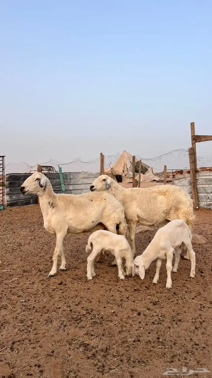 حريات رغث حرش صنف( تم البيع) 0
