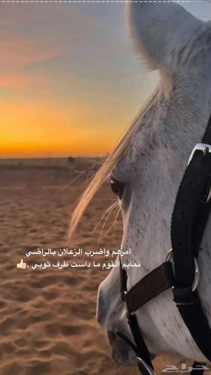 مربط النشامة 1