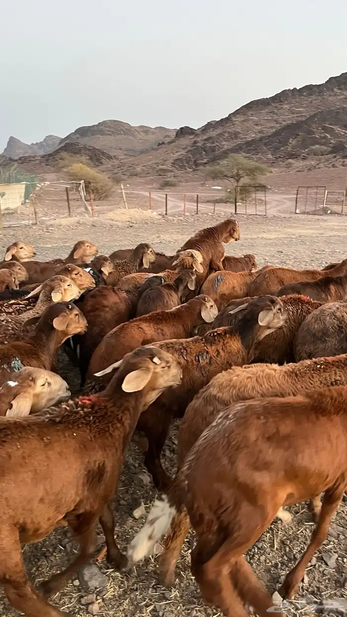 طليان سواكن حمري مرابى ست شهور جادعان مناسبات وزوجات 17