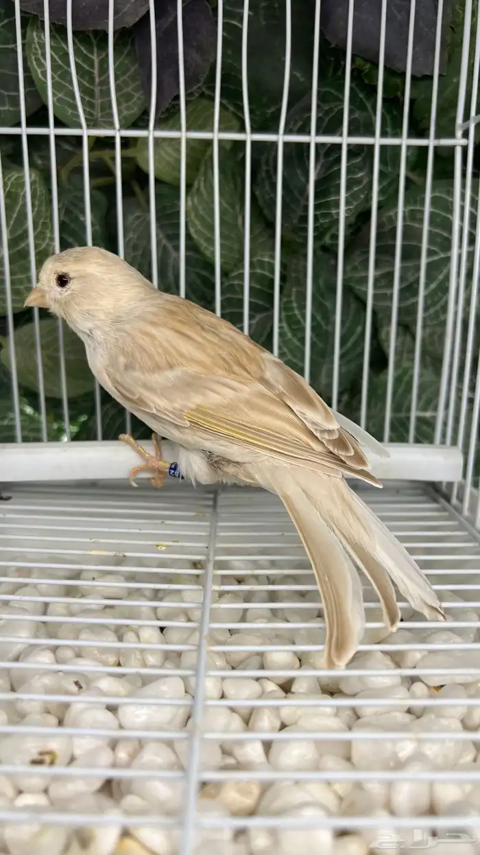 ذكر كناري بداية تغريد 0