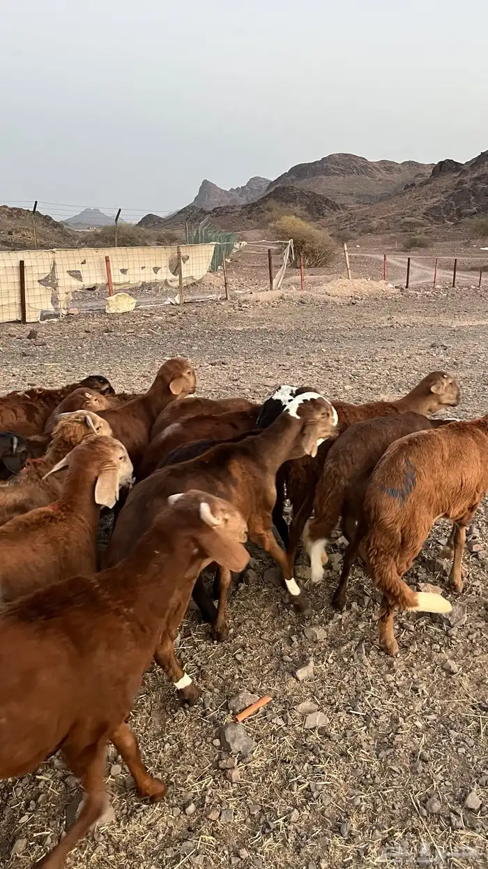 طليان سواكن حمري مرابى ست شهور جادعان مناسبات وزوجات 19