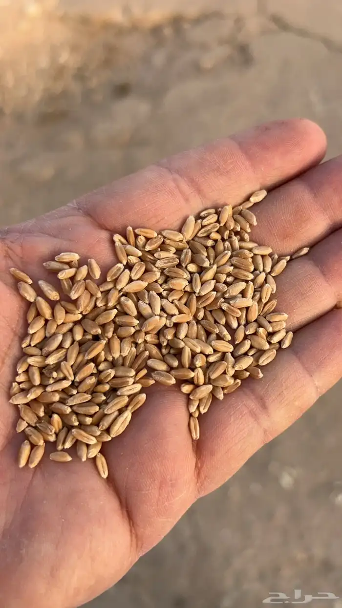 قمح معيه انتاج مزرعتنا 4