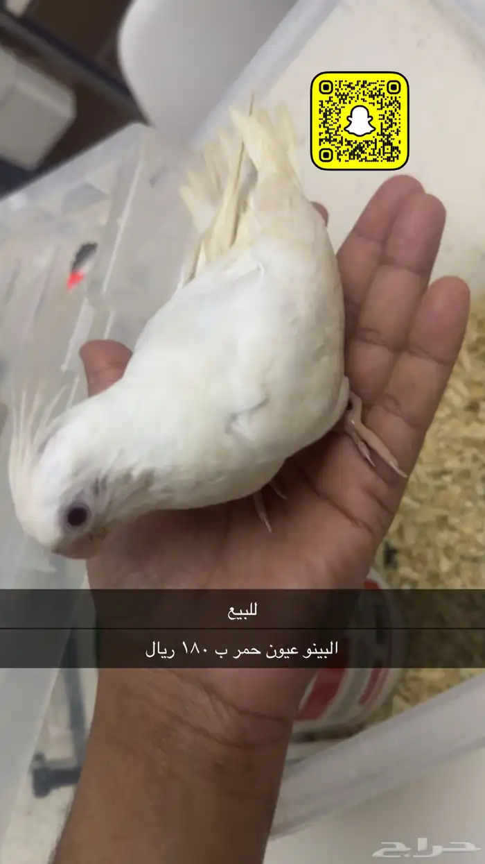 عصافير طيور 2   80 و 180 1