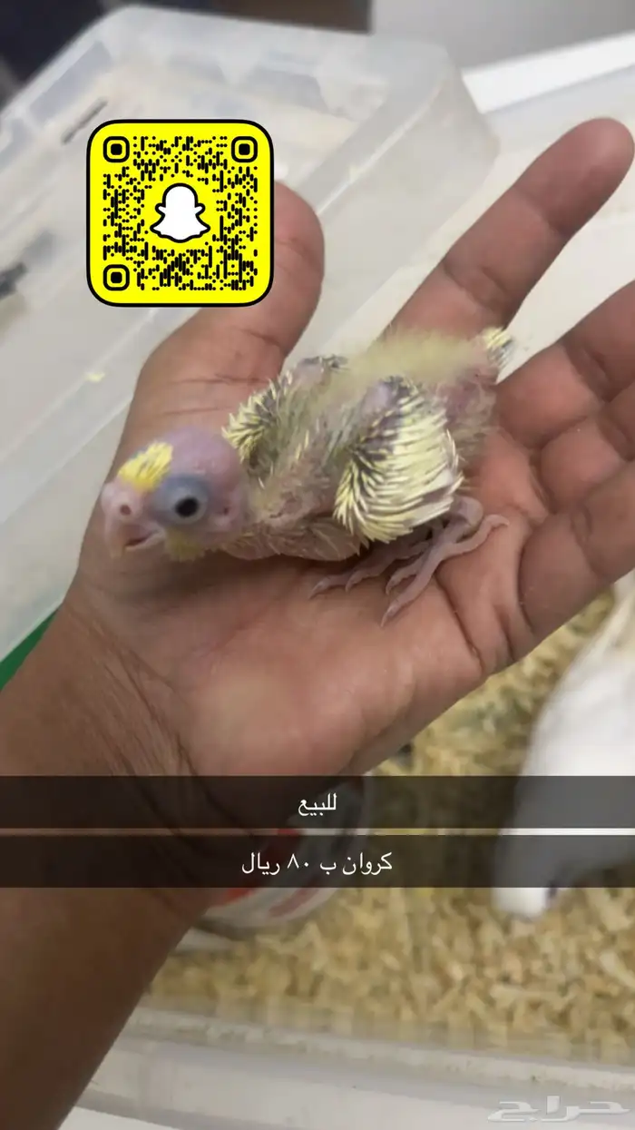 عصافير طيور 2   80 و 180 0