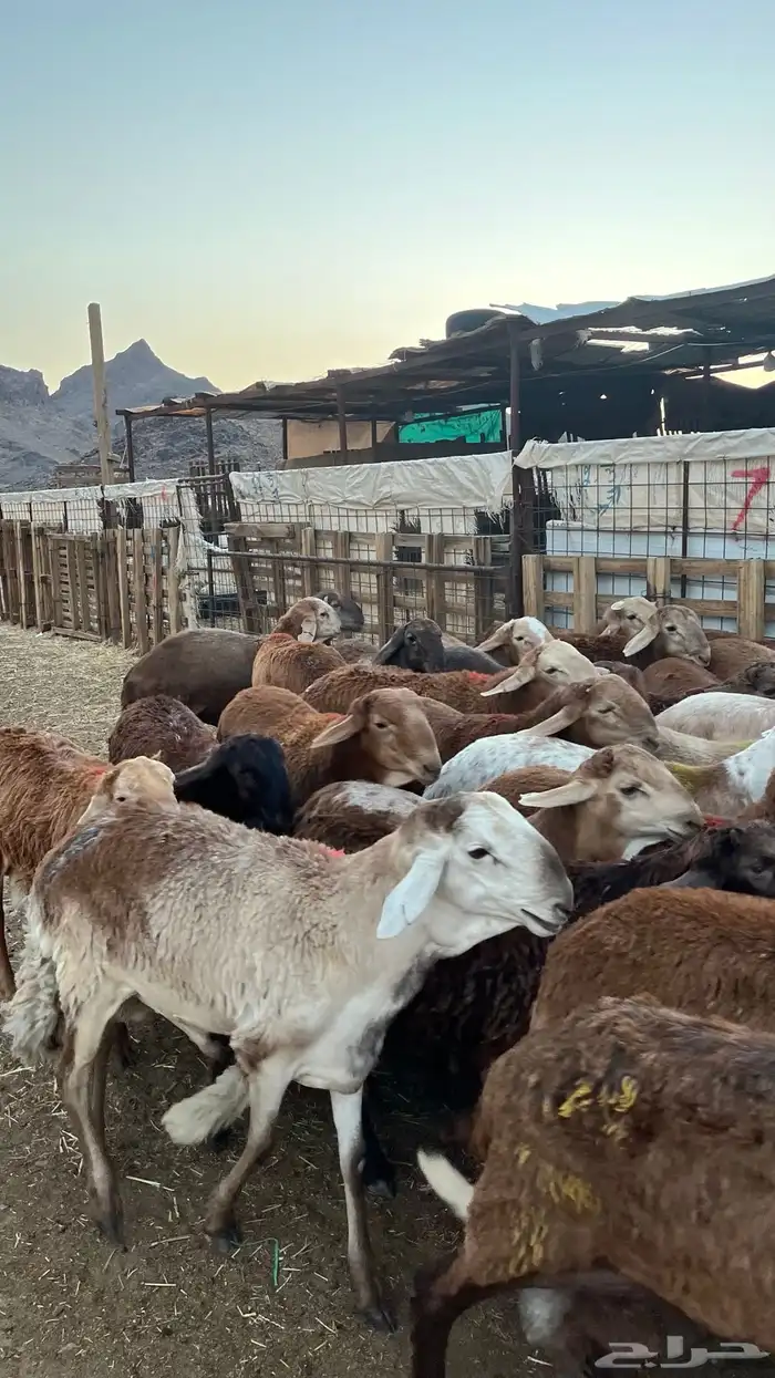 طليان سواكن حمري مرابى ست شهور جادعان مناسبات وزوجات 34