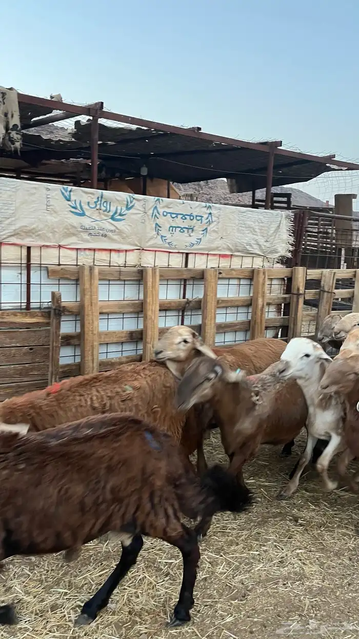 طليان سواكن حمري مرابى ست شهور جادعان مناسبات وزوجات 22