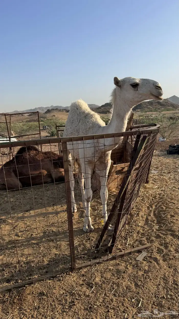 قعود تم البيع 2