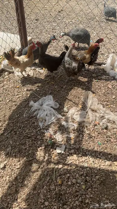 دجاج بلدي 3