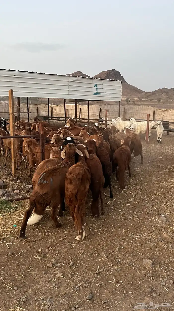 طليان سواكن حمري مرابى ست شهور جادعان مناسبات وزوجات 6