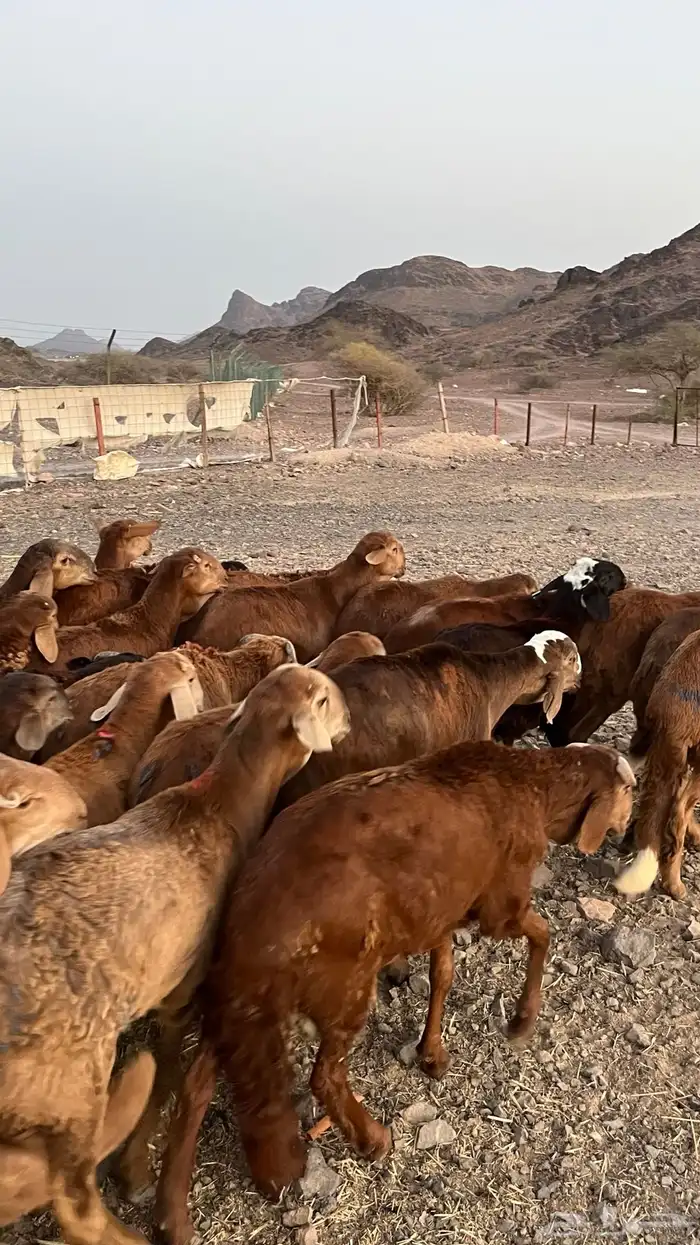 طليان سواكن حمري مرابى ست شهور جادعان مناسبات وزوجات 16