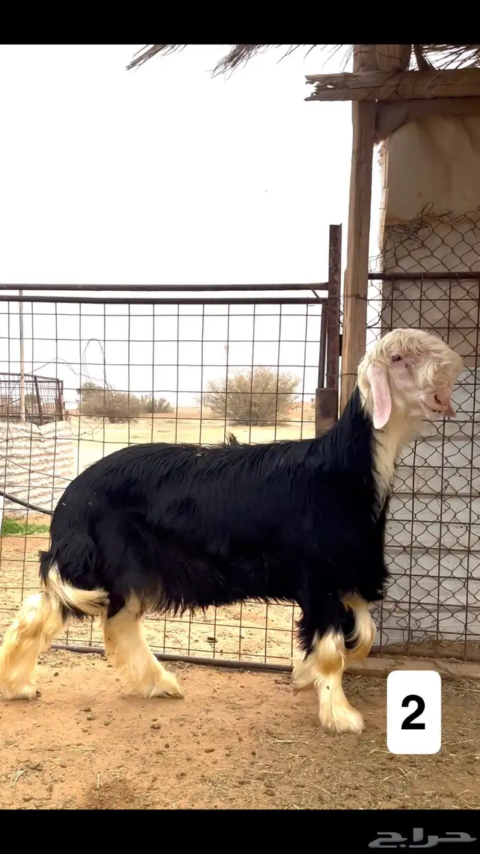 مشاريع فحول نجد صنف فاخر 0