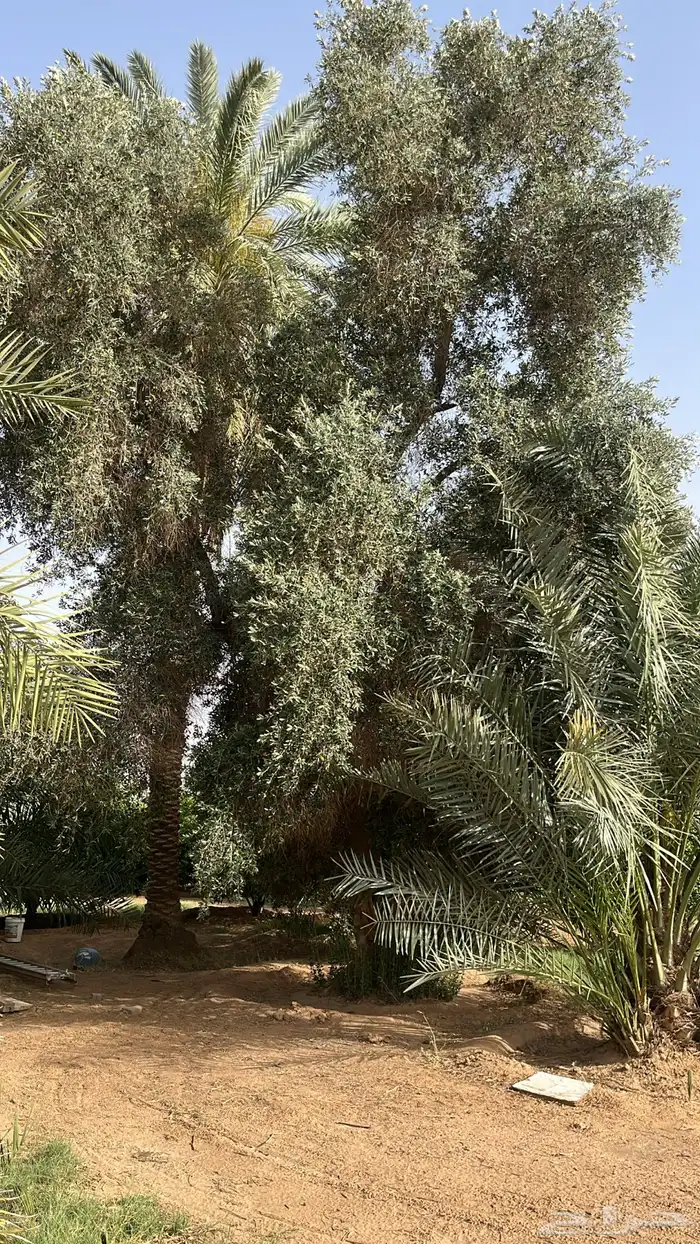 شجرة زيتون كبيره عمرها 45سنه 2