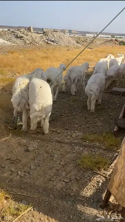 طليان حريه تم البيع 5