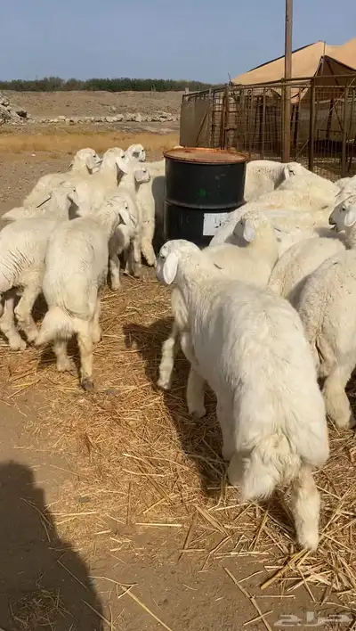 طليان حريه تم البيع 3