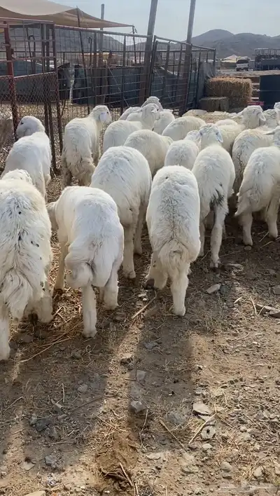 طليان حريه تم البيع 0