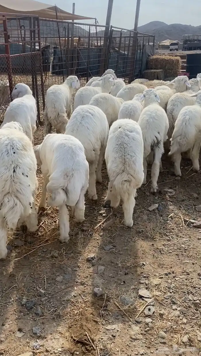 طليان حريه تم البيع 0