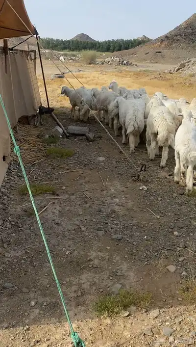 طليان حريه تم البيع 4