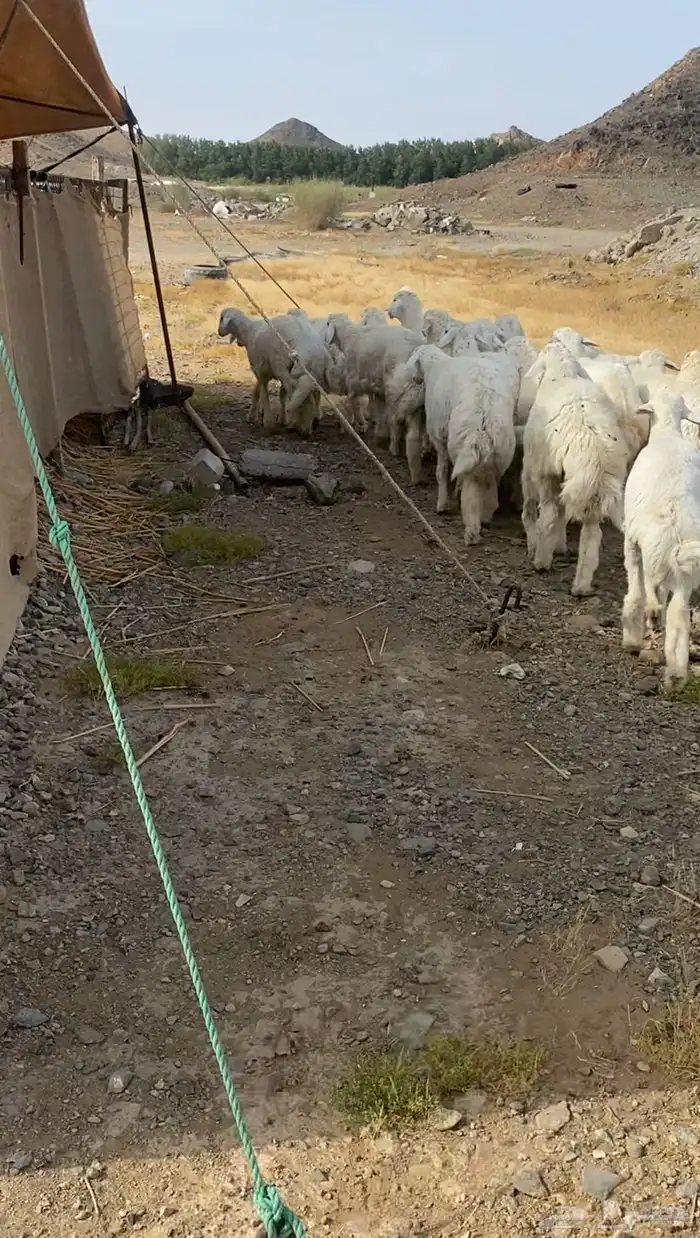 طليان حريه تم البيع 4