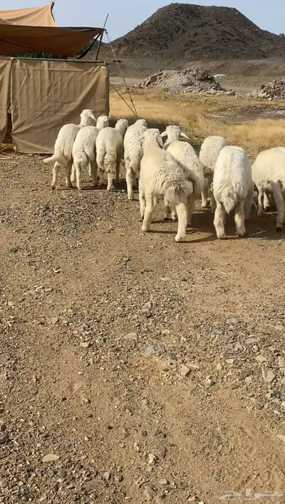 طليان حريه تم البيع 1