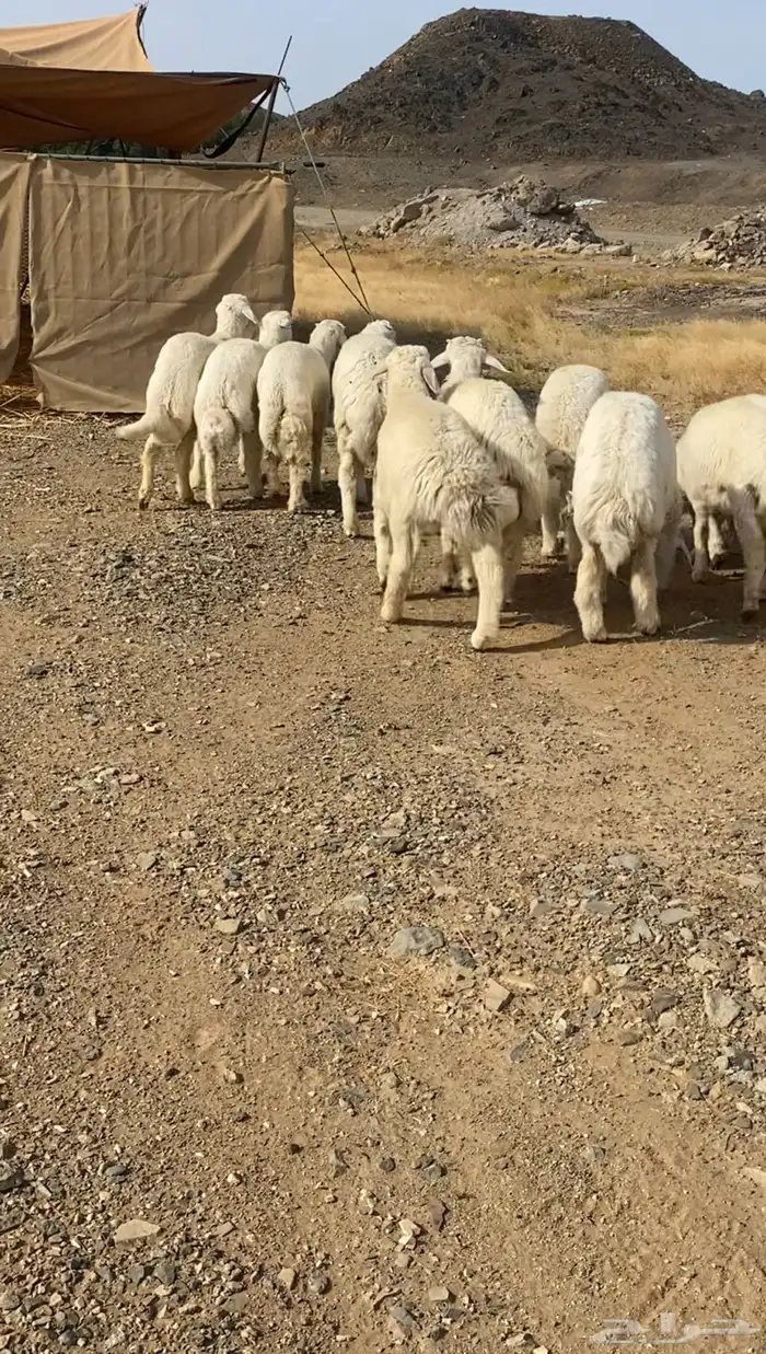 طليان حريه تم البيع 1