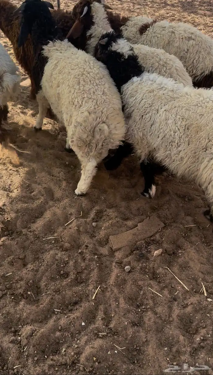هرافى صحايا للبيع 2