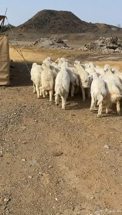 طليان حريه تم البيع 2