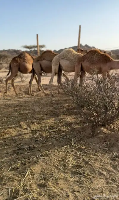 للبيع حشو طيبه ونضيفه ((تمم البييع)) 1